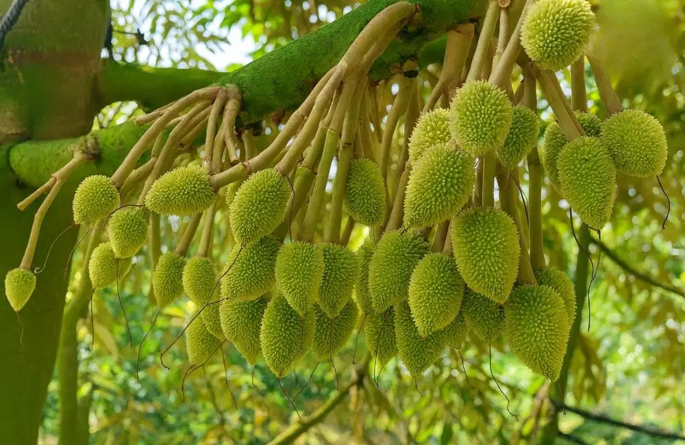 công nghệ mới trong cấy mô sầu riêng