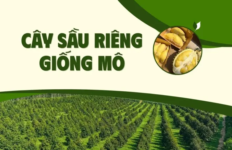 Quy trình nuôi cây sầu riêng giống mô hiệu quả tại nhà