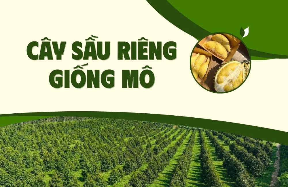 cây sầu riêng giống mô
