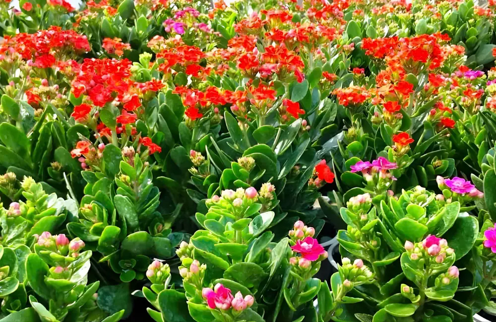 Cách chăm sóc cho cây sống đời ra hoa đẹp & bền màu