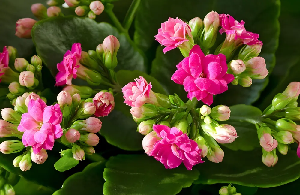 Cây sống đời cấy mô