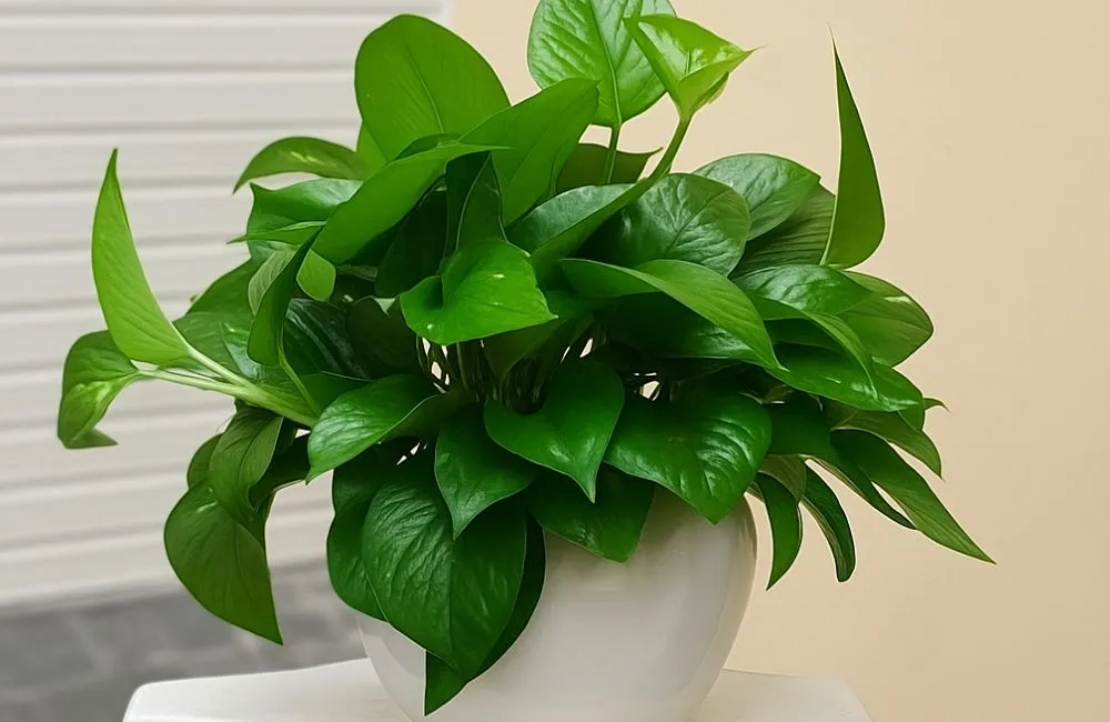 Các loại kiểng lá dễ trồng trong nhà - Cây trầu bà