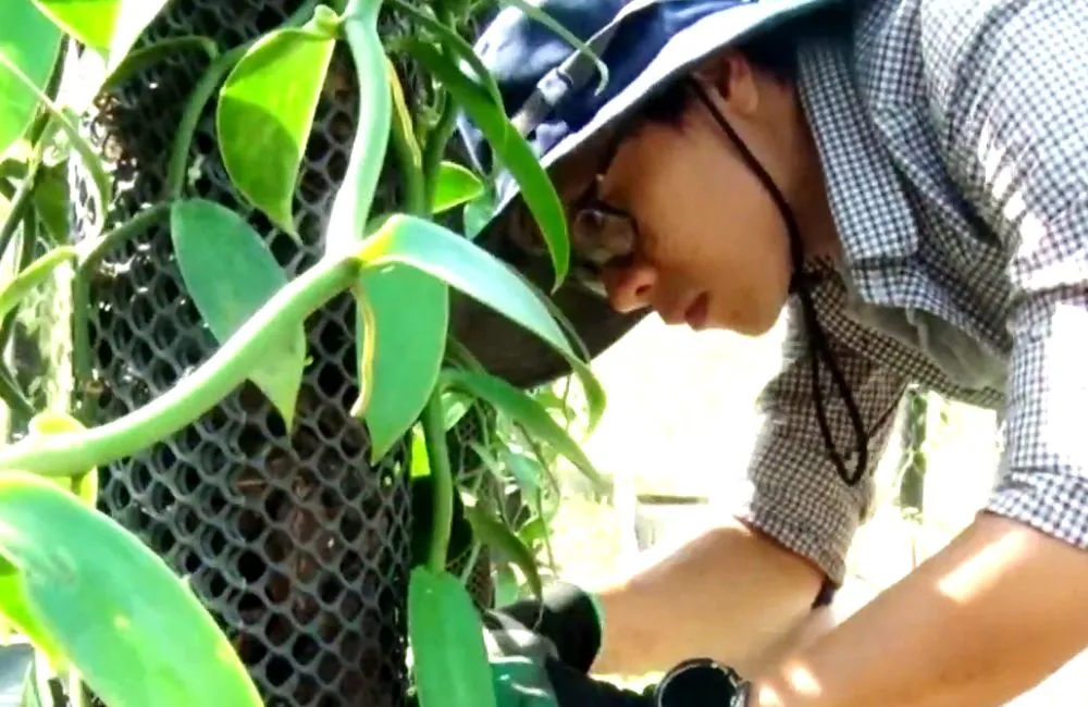 Chăn sóc cây Vanilla năm đầu