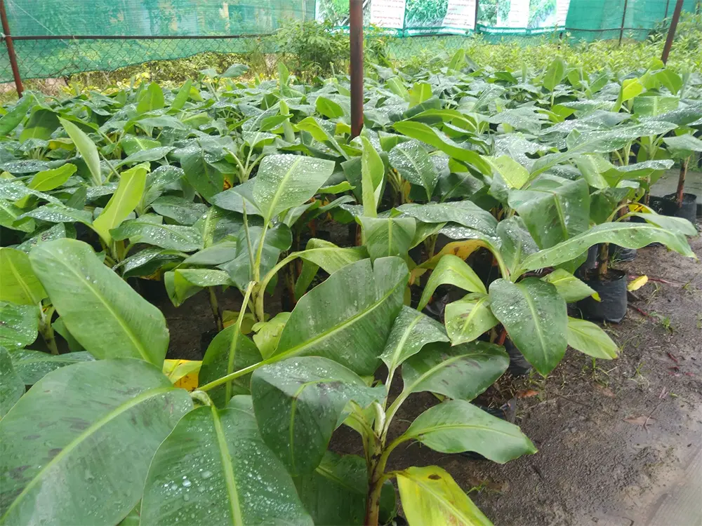 Khi cây chuối ra 3–4 lá thật, có thể tách chậu để trồng riêng và chăm sóc như cây trưởng thành