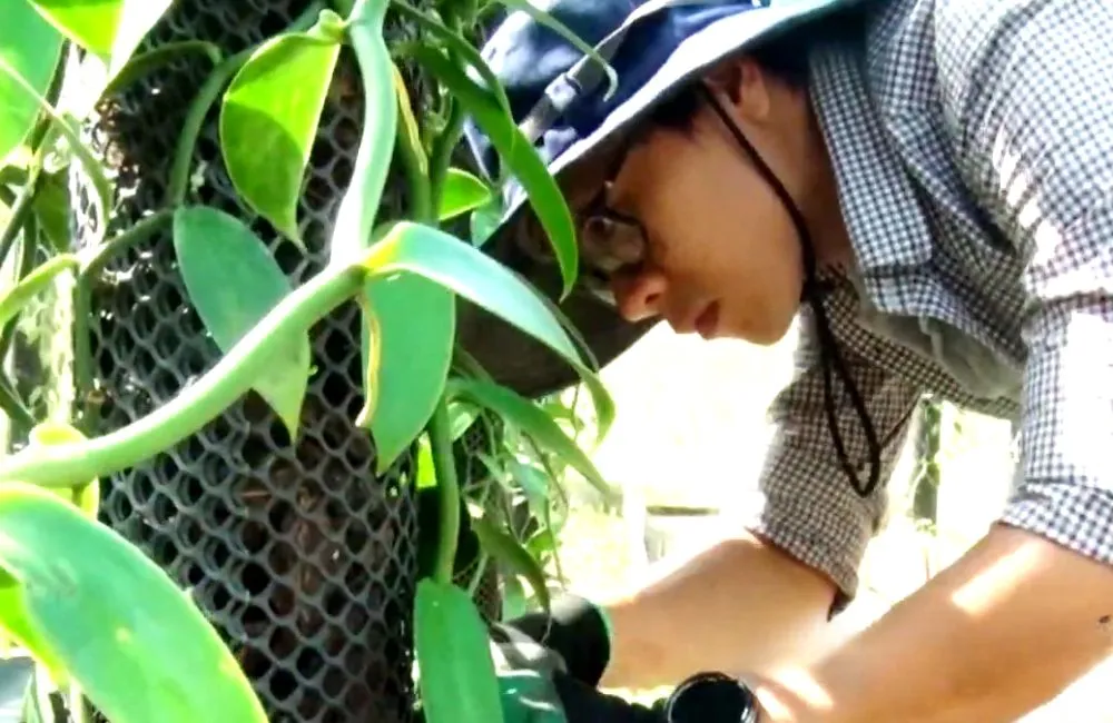 Chăm sóc cây vanilla tại vườn
