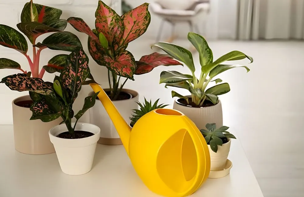 Chăm sóc kiểng lá Aglaonema lá nhung