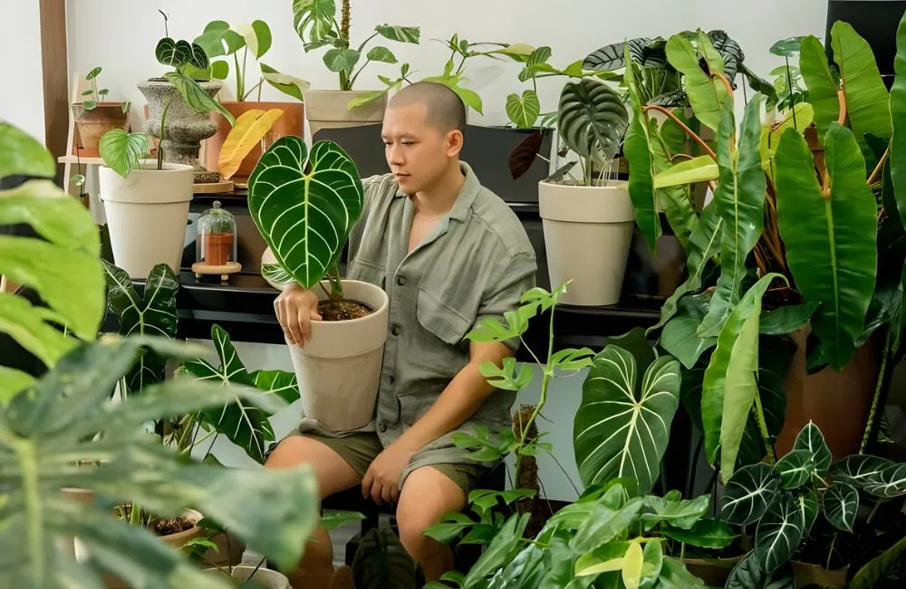 Chăm sóc kiểng lá Anthurium