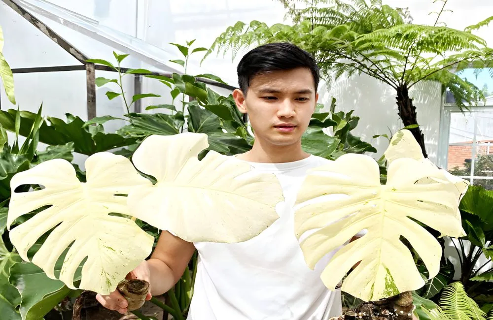 Chăm sóc kiểng lá đột biến