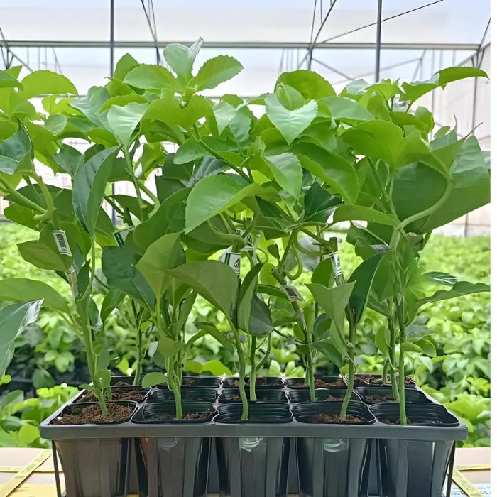 Chanh Dây Cấy Mô