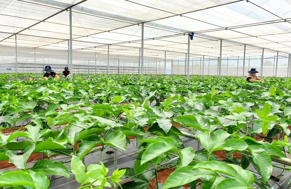 Chanh dây cấy mô