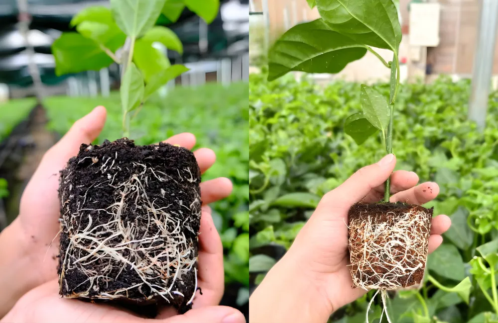 Đặc điểm nổi bật của chanh dây cấy mô