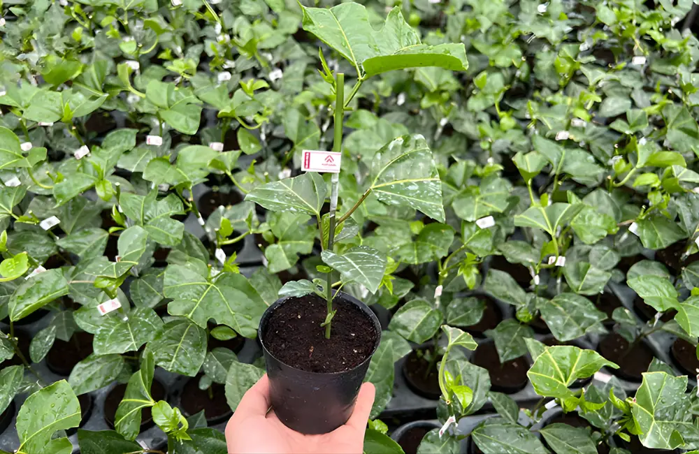 Hiệu quả kinh tế của giống cấy mô