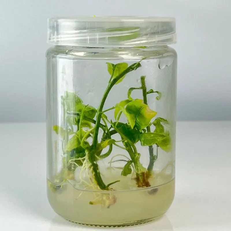 Chanh Dây Cấy Mô