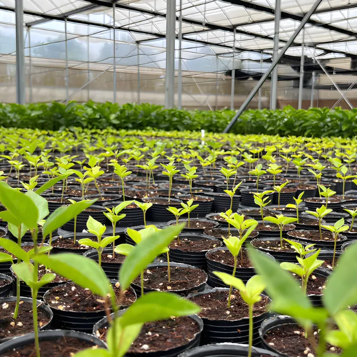 Chanh Dây Cấy Mô