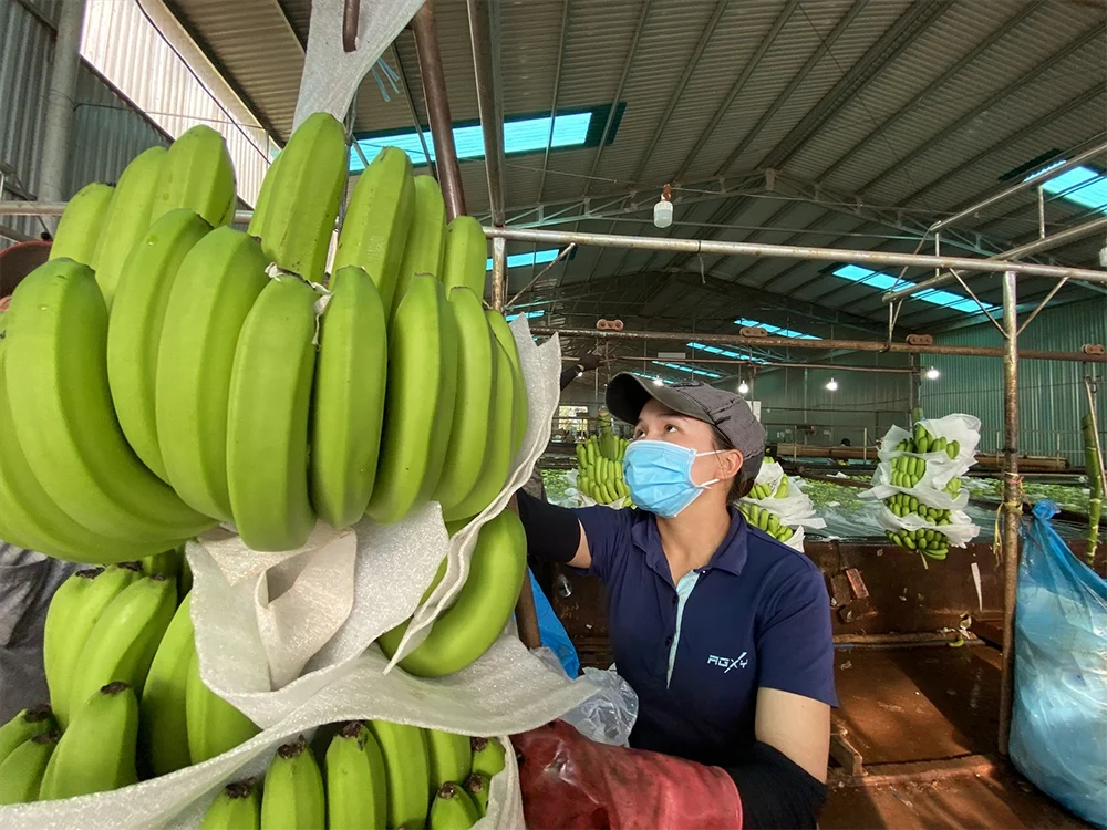 Chuối cấy mô xuất khẩu Việt Nam – Chất lượng đồng đều, mẫu mã đẹp, đạt tiêu chuẩn Nhật Bản và EU