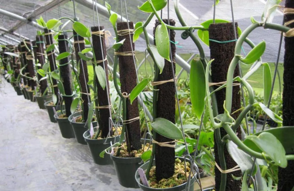 Kỹ thuật làm giàn leo cho Vanilla