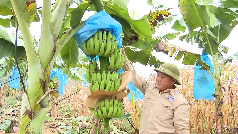 Việc đầu tư trồng chuối cấy mô đòi hỏi sự tính toán kỹ lưỡng về chi phí và quy trình