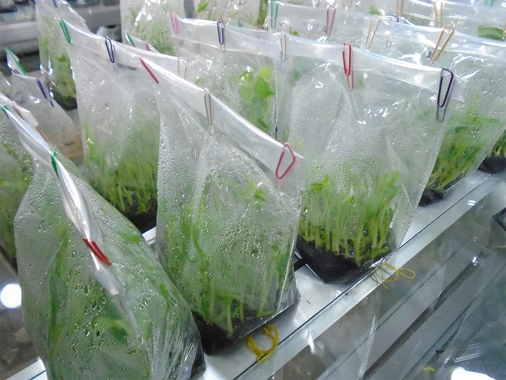 Nuôi cấy mô chuối trong phòng thí nghiệm