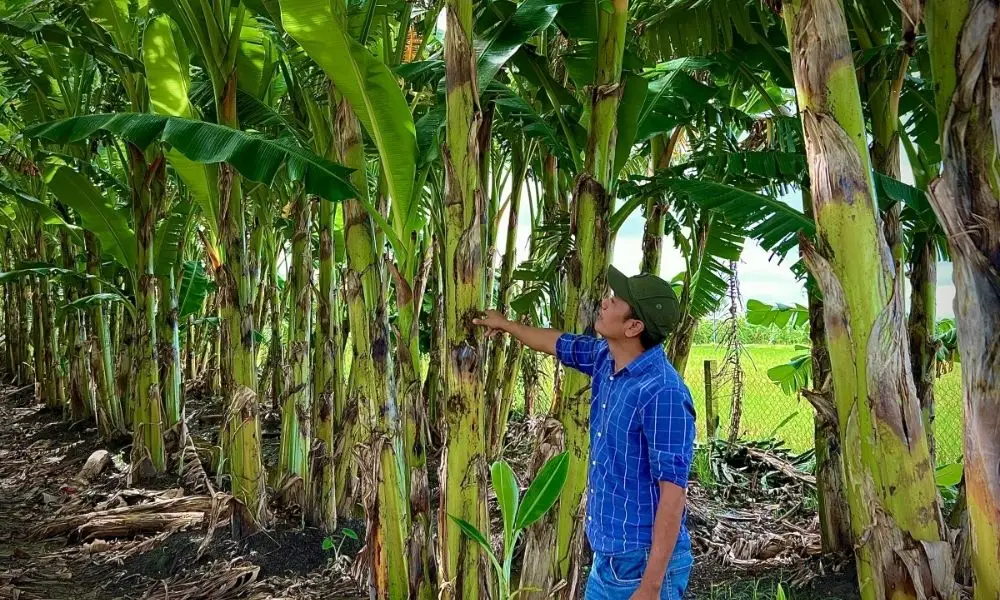 Quá trình lựa chọn cây mẹ và chồi con theo tiêu chuẩn chiều cao và đường kính thân trong nhân giống chuối tách chồi