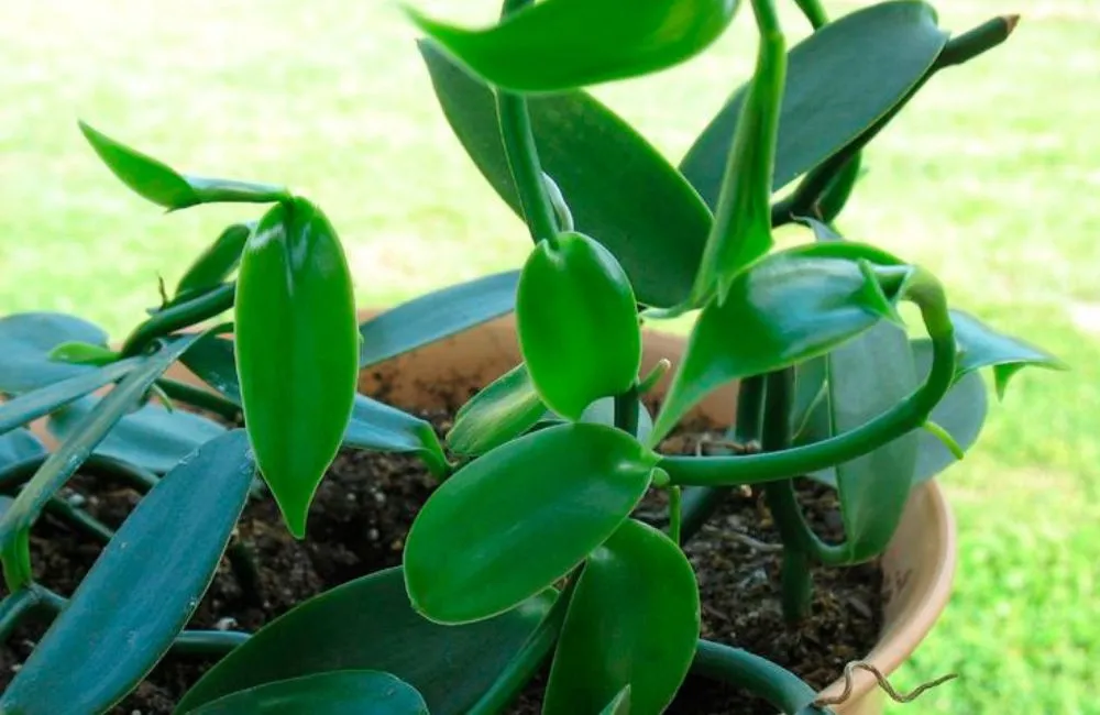 Thoát nước cho cây Vanilla trồng trong chậu