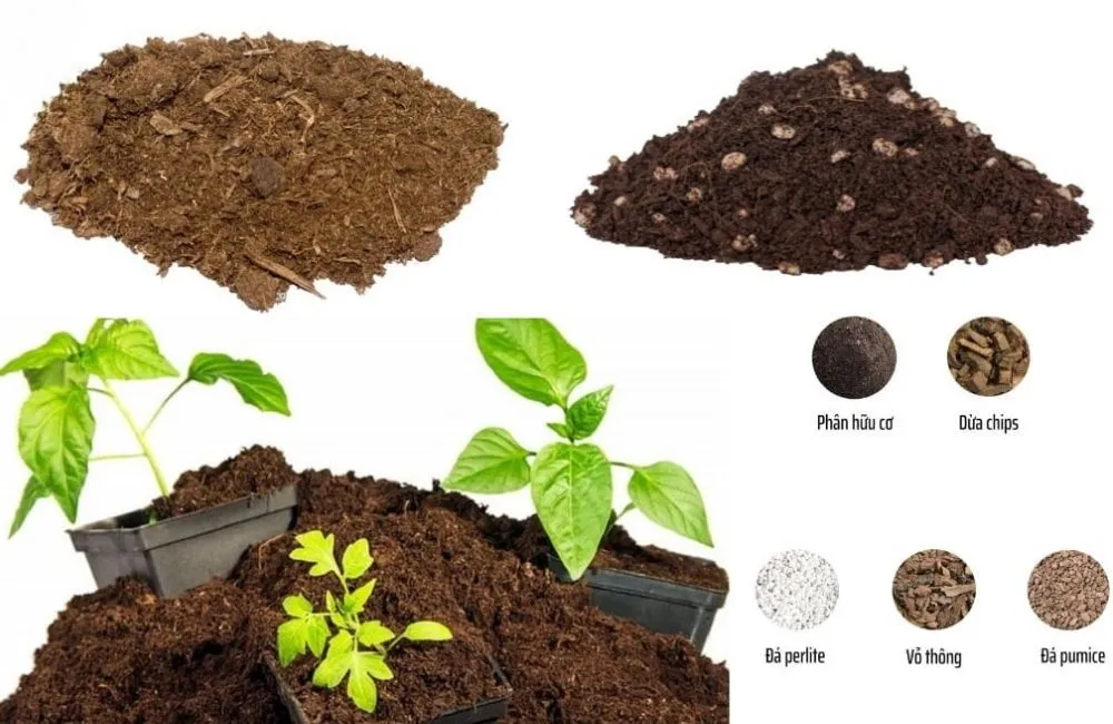 Chọn đất trồng và giá thể cho cây kiểng lá