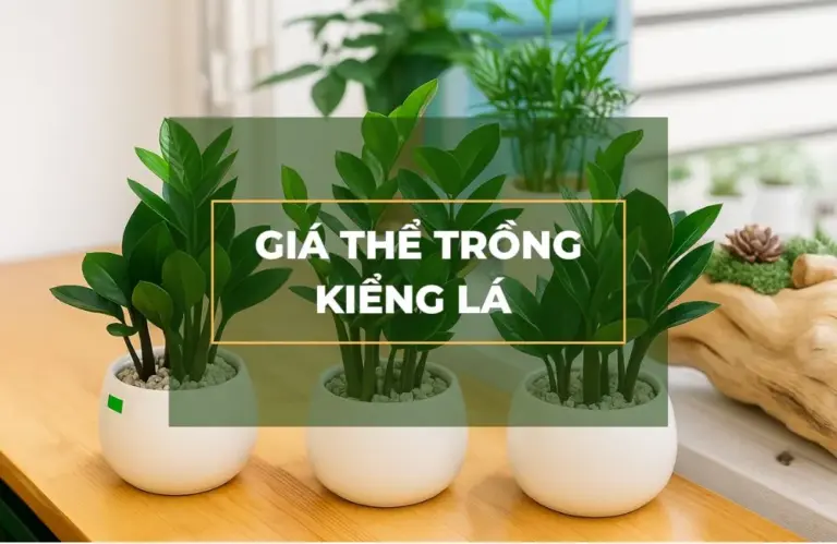 Muốn cây đẹp từ gốc hãy bắt đầu với giá thể trồng kiểng lá đúng cách