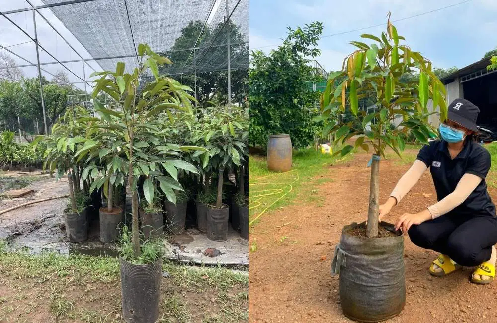 nhận biết cây giống đạt chuẩn