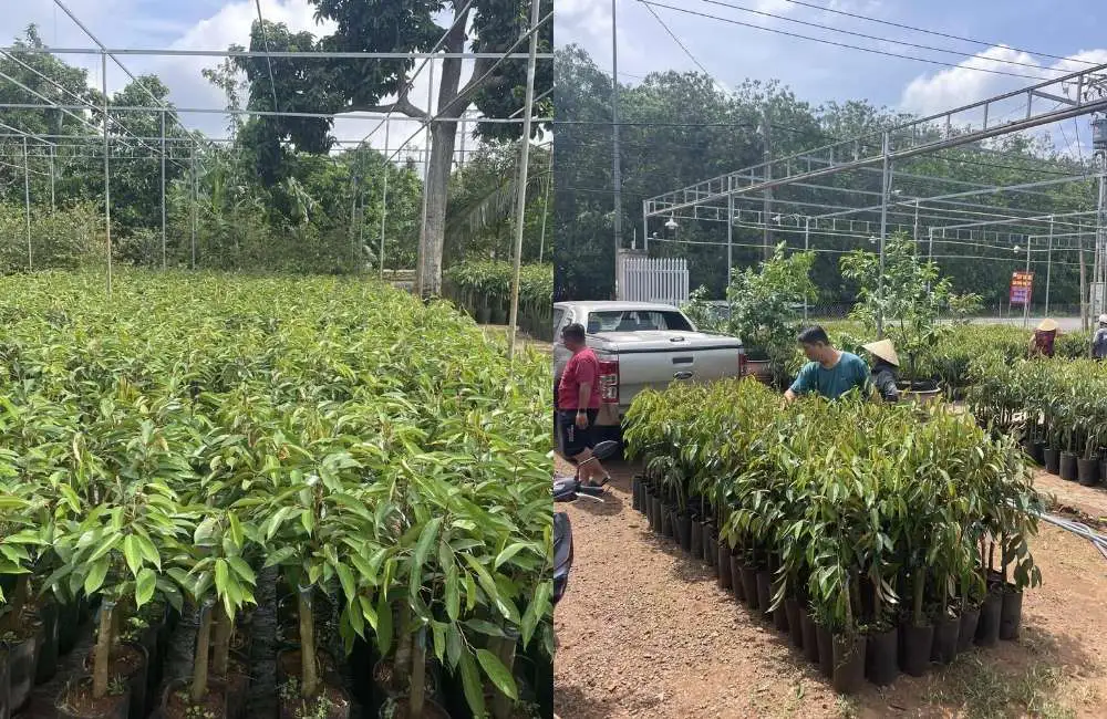 cây giống sầu riêng uy tín
