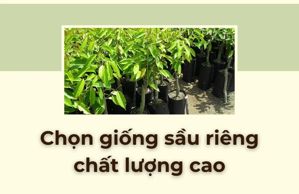 Chọn giống sầu riêng chất lượng cao
