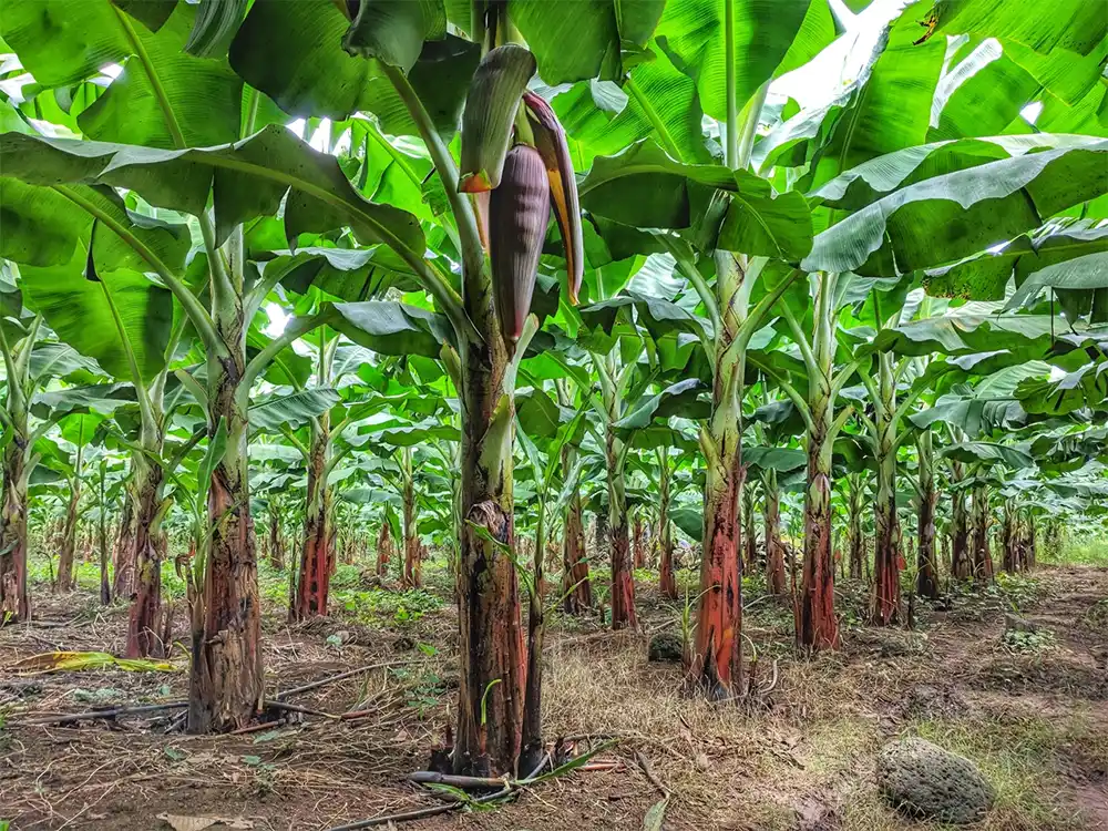 Từ cây mẹ đến mẫu cấy – mọi bước chuẩn bị đều được ViGen kiểm soát nghiêm ngặt để đảm bảo nguồn giống chuối đạt chuẩn cao nhất