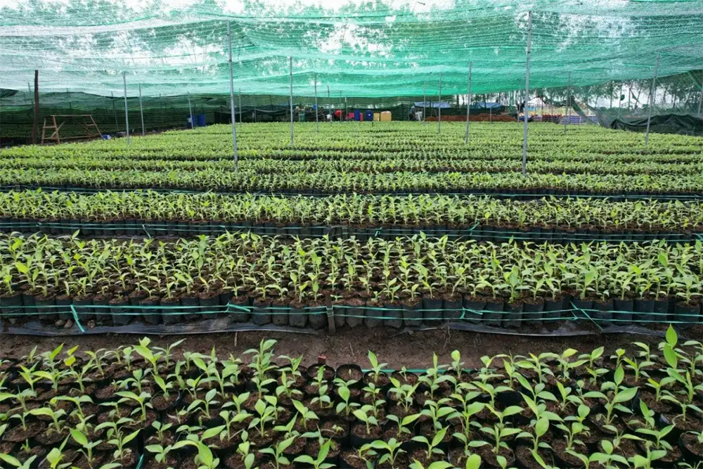 Quy trình kỹ thuật trồng chuối cấy mô với các bước chuẩn bị đất, bón lót và làm luống thoát nước đúng chuẩn, giúp cây sinh trưởng khỏe, năng suất cao và hạn chế sâu bệnh