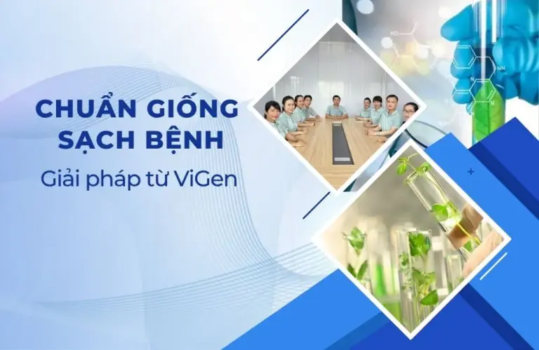 Chuẩn giống, cây trồng sạch bệnh – bước tiến mới của Vigen trong ứng dụng công nghệ sinh học