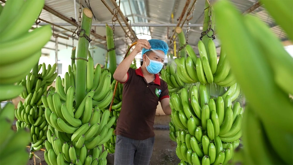 Vựa chuối cấy mô với các buồng chuối xanh mướt, kích thước quả đồng đều, không sâu bệnh