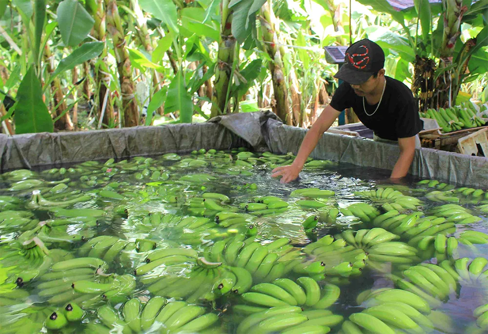 Chuối cấy mô dễ dàng thích nghi và phát triển nhanh, cho ra sản lượng vượt trội