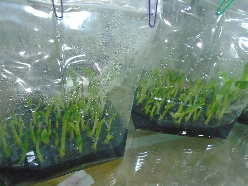 Từ mô sẹo, cây chuối có thể được tái sinh thành chồi hoặc phôi soma phục vụ nghiên cứu và nhân giống