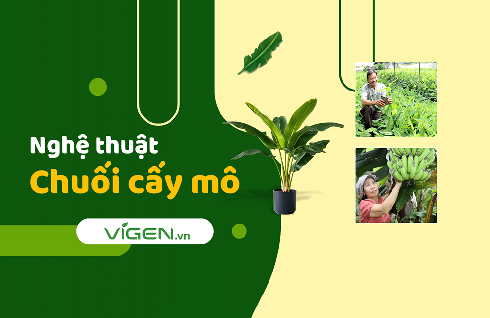 Chuối cấy mô là gì? Lợi ích ra sao?