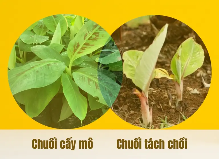 Bạn có biết sự khác biệt gì lớn giữa chuối cấy mô và chuối tách chồi không?
