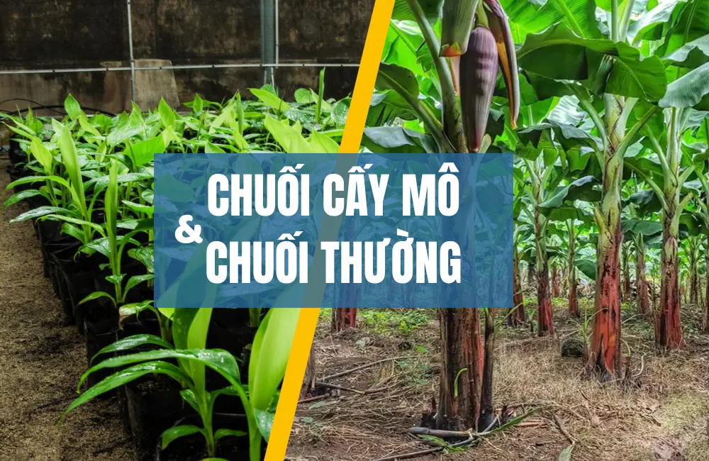 Chuối cấy mô và chuối thường khác nhau thế nào? So sánh giữa chuối cấy mô và chuối thường trong nông nghiệp Việt Nam