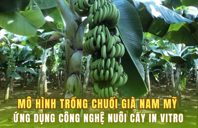 Đất hữu cơ và độ pH quyết định sự sống còn của chuối cấy mô Nam Mỹ