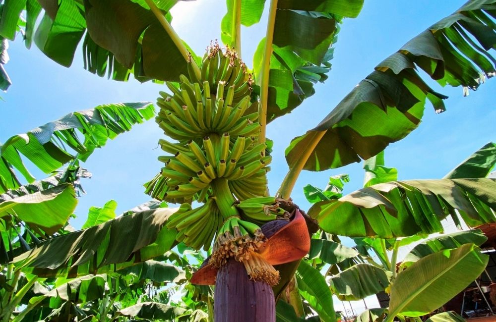 Chăm sóc chuối ra hoa để đậu quả tốt