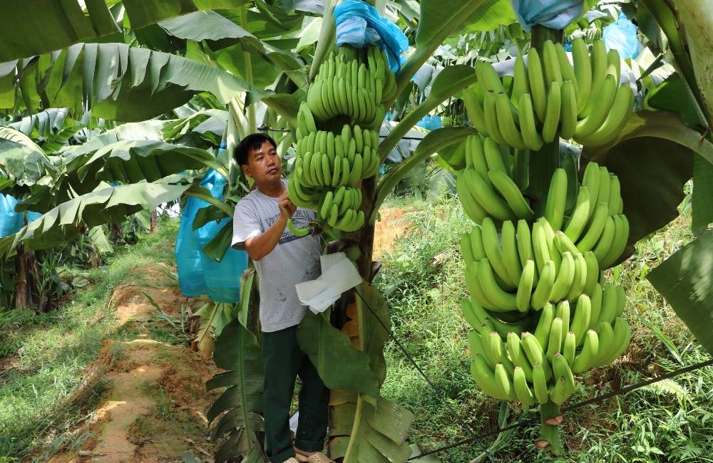 Cách cắt buồng chuối đúng kỹ thuật