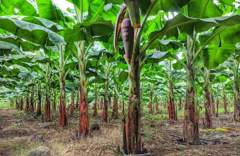 Chuối cấy mô ra hoa