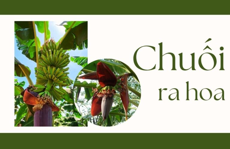Cách xử lý để chuối ra hoa đều, nuôi buồng khỏe và trái to