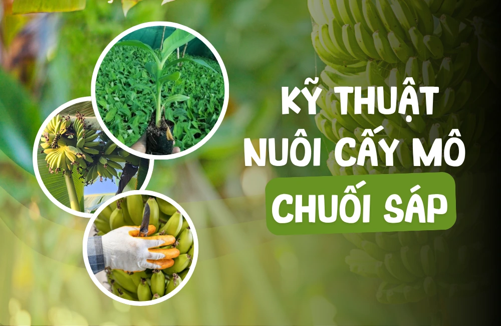 ViGen tiên phong ứng dụng công nghệ sinh học hiện đại trong sản xuất giống chuối sáp cấy mô chất lượng cao