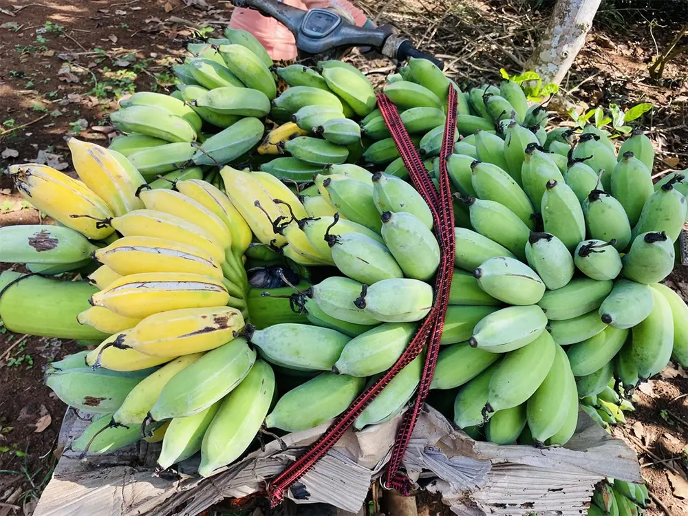 Buồng chuối chín không đồng đều, quả lớn quả nhỏ xen kẽ, thể hiện hiện tượng thoái hóa giống do nhân giống bằng cách tách chồi từ củ mẹ