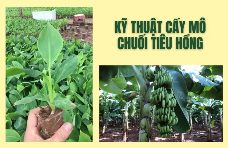 Nghiên cứu và ứng dụng kỹ thuật chuối tiêu hồng nuôi cấy mô tại Việt Nam