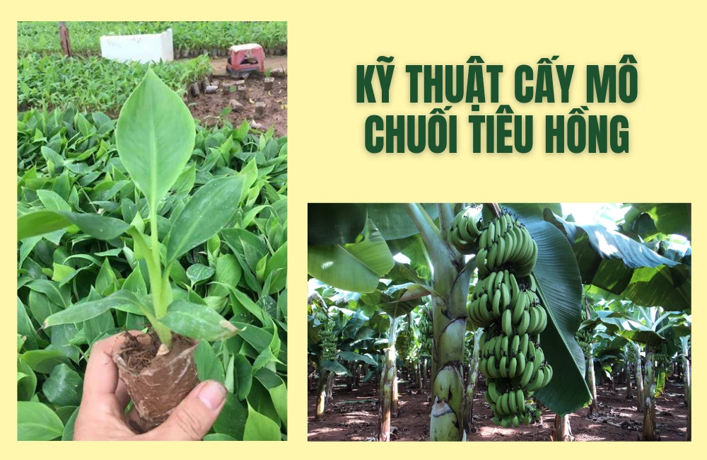 Chuối tiêu hồng nuôi cấy mô giúp tăng năng suất, mang lại cây sạch bệnh và đồng nhất