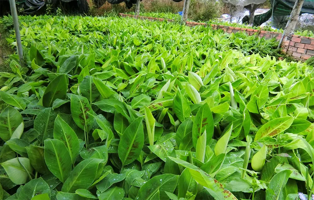 Cây chuối cấy mô sau 2 tháng thuần dưỡng đạt chiều cao 20–30 cm, thân lá khỏe mạnh, sẵn sàng đem trồng sản xuất ngoài đồng ruộng