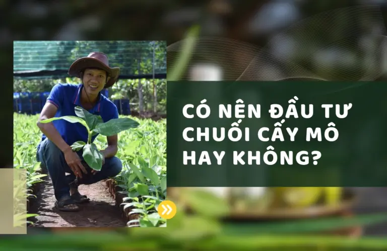 Có nên đầu tư chuối cấy mô không? 3 điều bạn cần quan tâm trước khi đầu tư