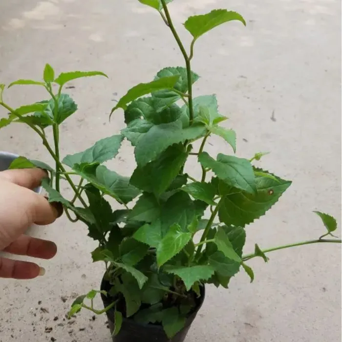 Cúc MX Hồng Cấy Mô